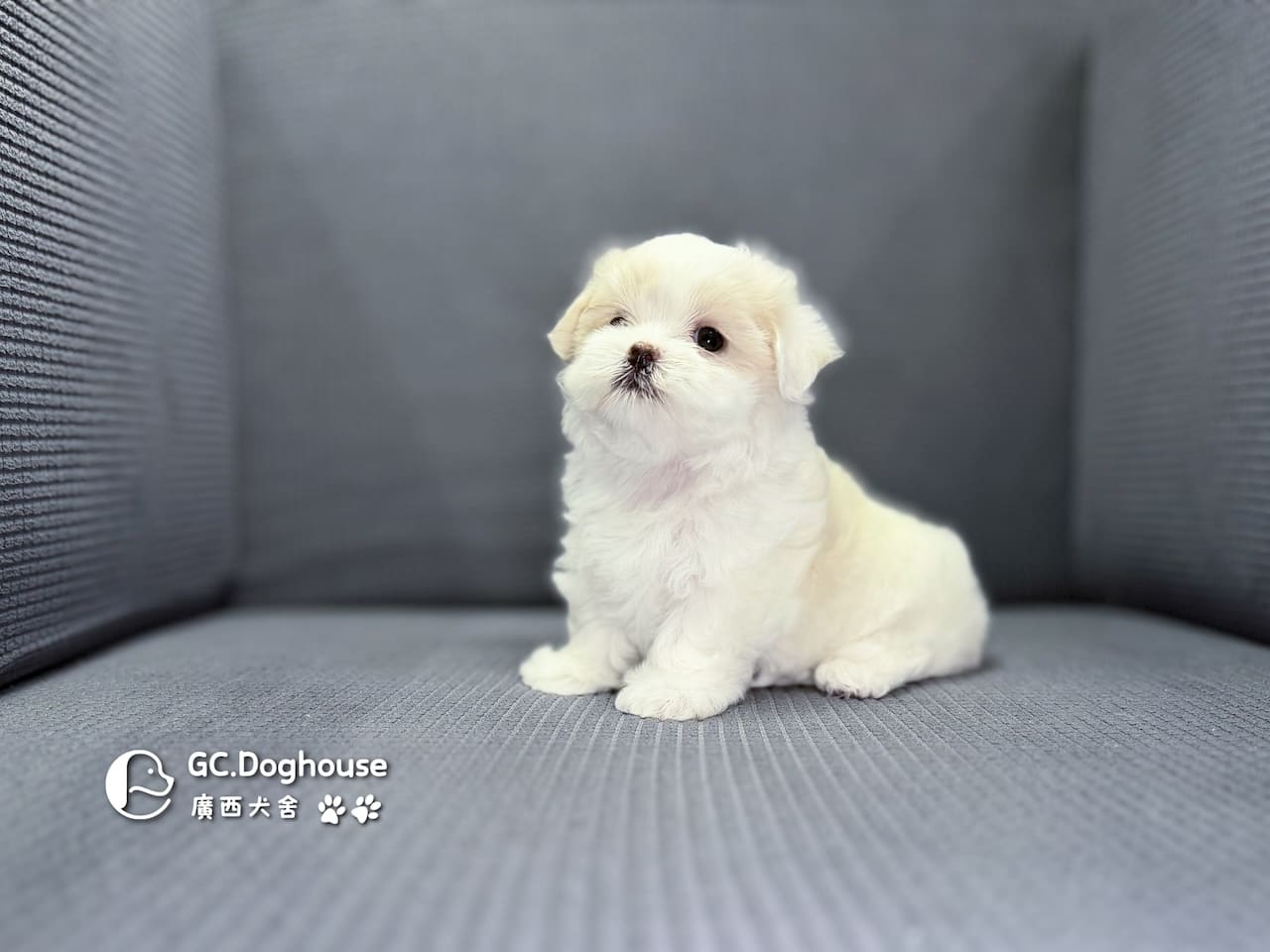 迷你型瑪爾濟斯-妹妹(6068):圖片 5