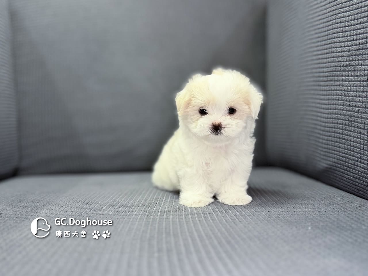 迷你型瑪爾濟斯-妹妹(6068):圖片 4