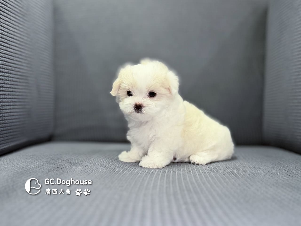 迷你型瑪爾濟斯-妹妹(6068):圖片 3