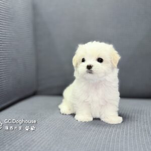 迷你型瑪爾濟斯-弟弟(6069)