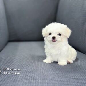 迷你型瑪爾濟斯-弟弟(6070)