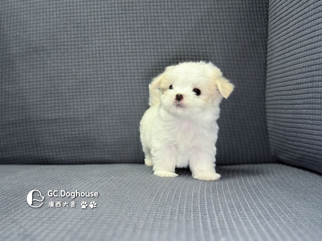 迷你型瑪爾濟斯-弟弟(6071):圖片 7