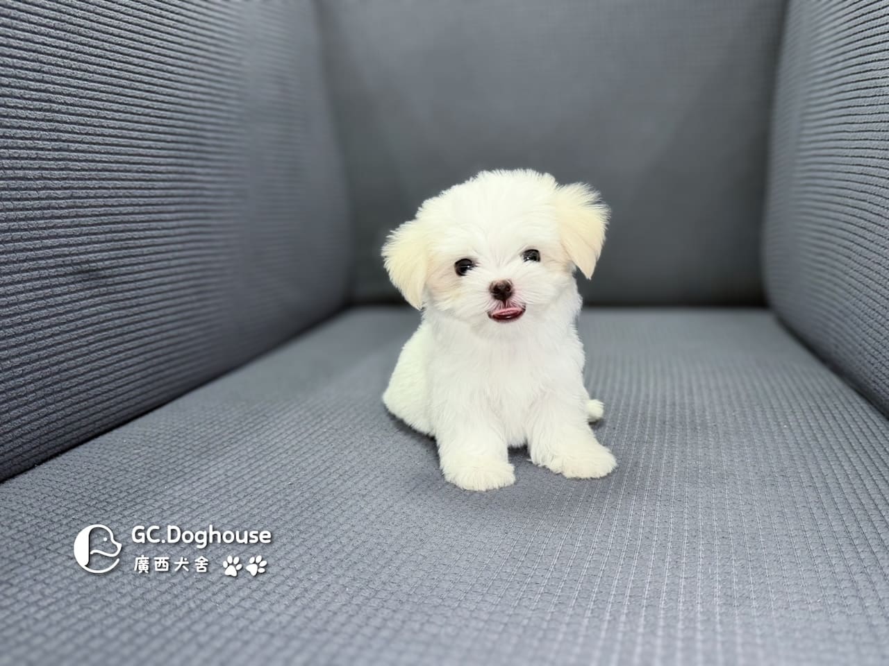 迷你型瑪爾濟斯-弟弟(6071):圖片 3