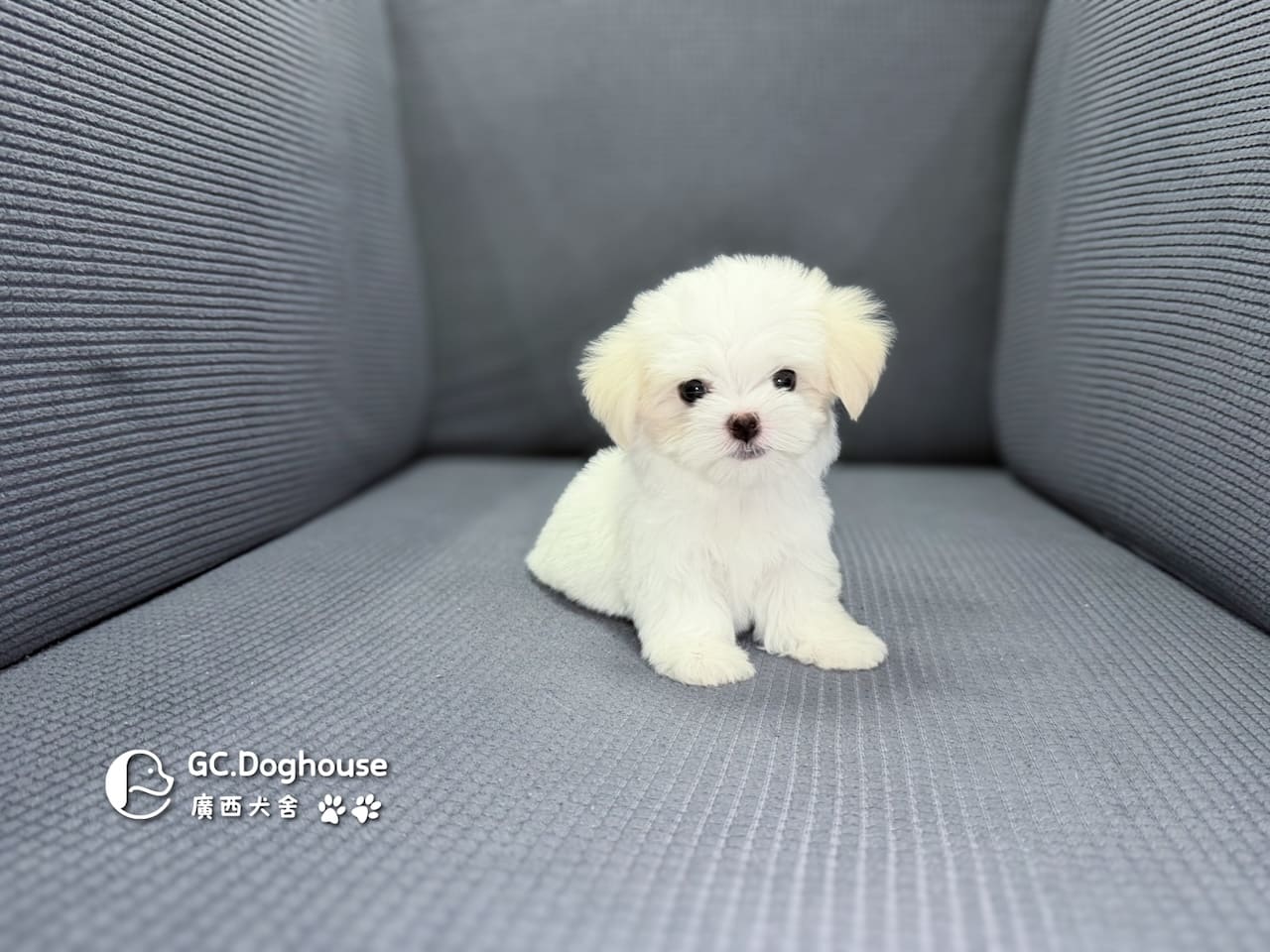 迷你型瑪爾濟斯-弟弟(6071):圖片 4