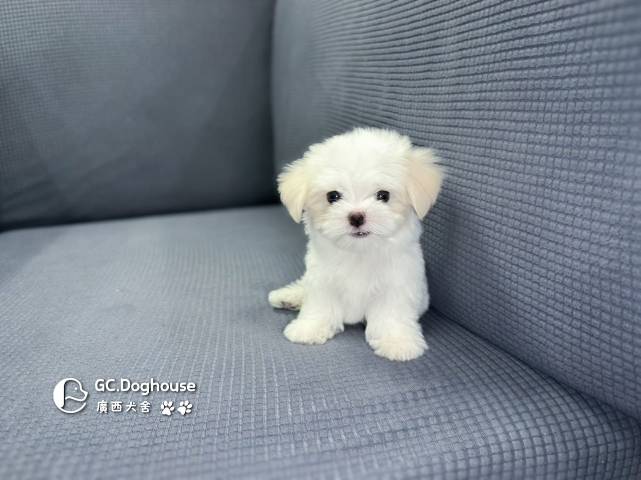 迷你型瑪爾濟斯-弟弟(6071):圖片 6