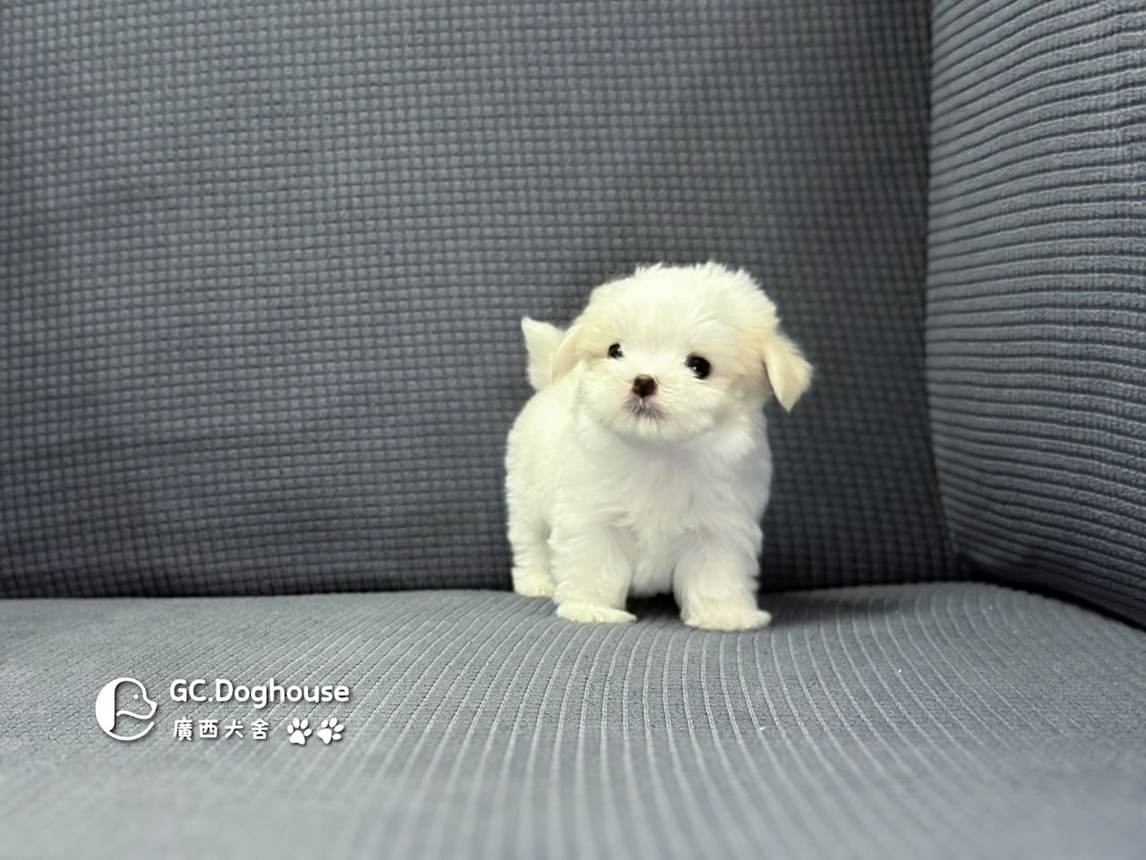 迷你型瑪爾濟斯-弟弟(6071):圖片 11