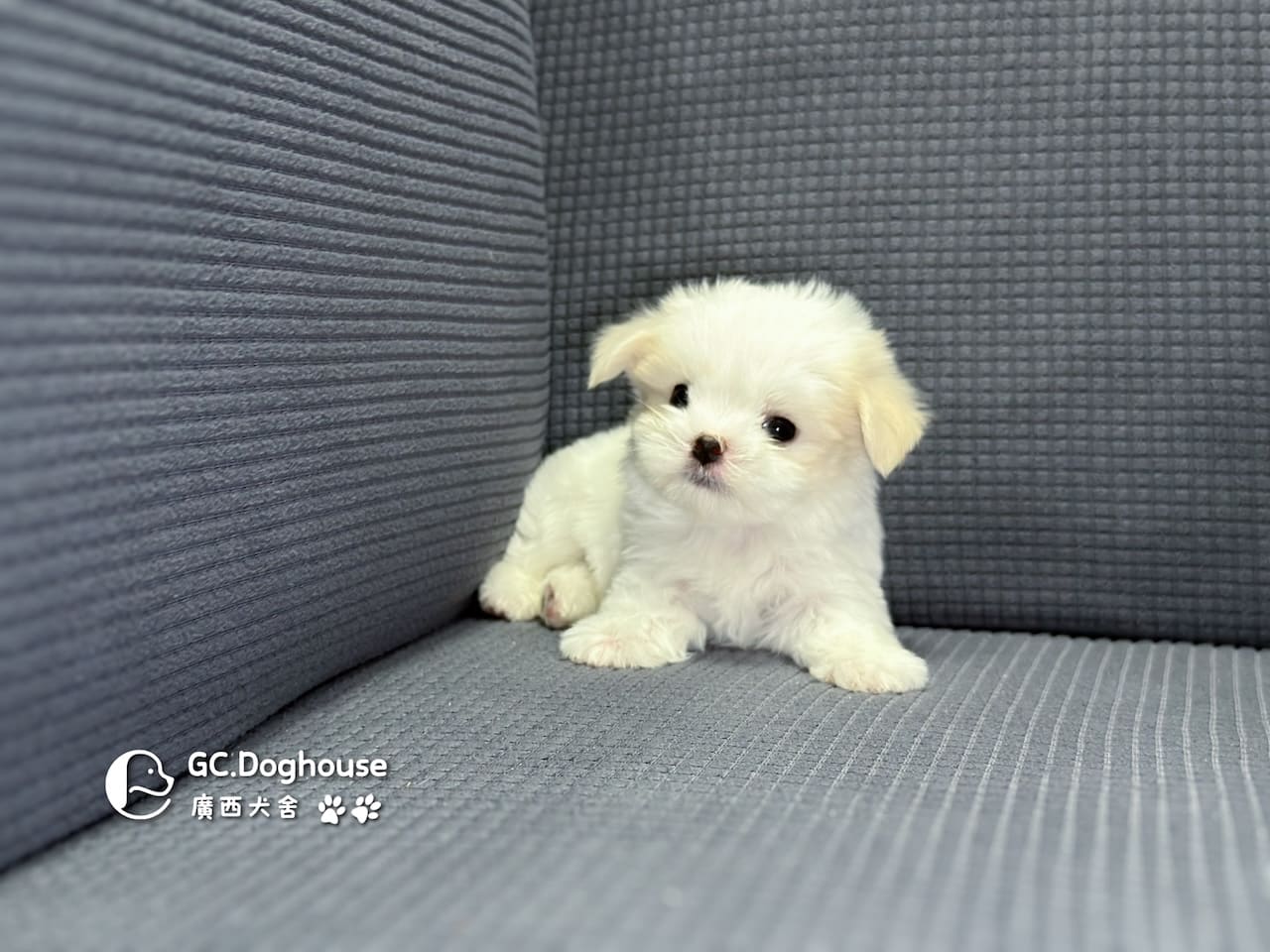 迷你型瑪爾濟斯-弟弟(6071):圖片 10