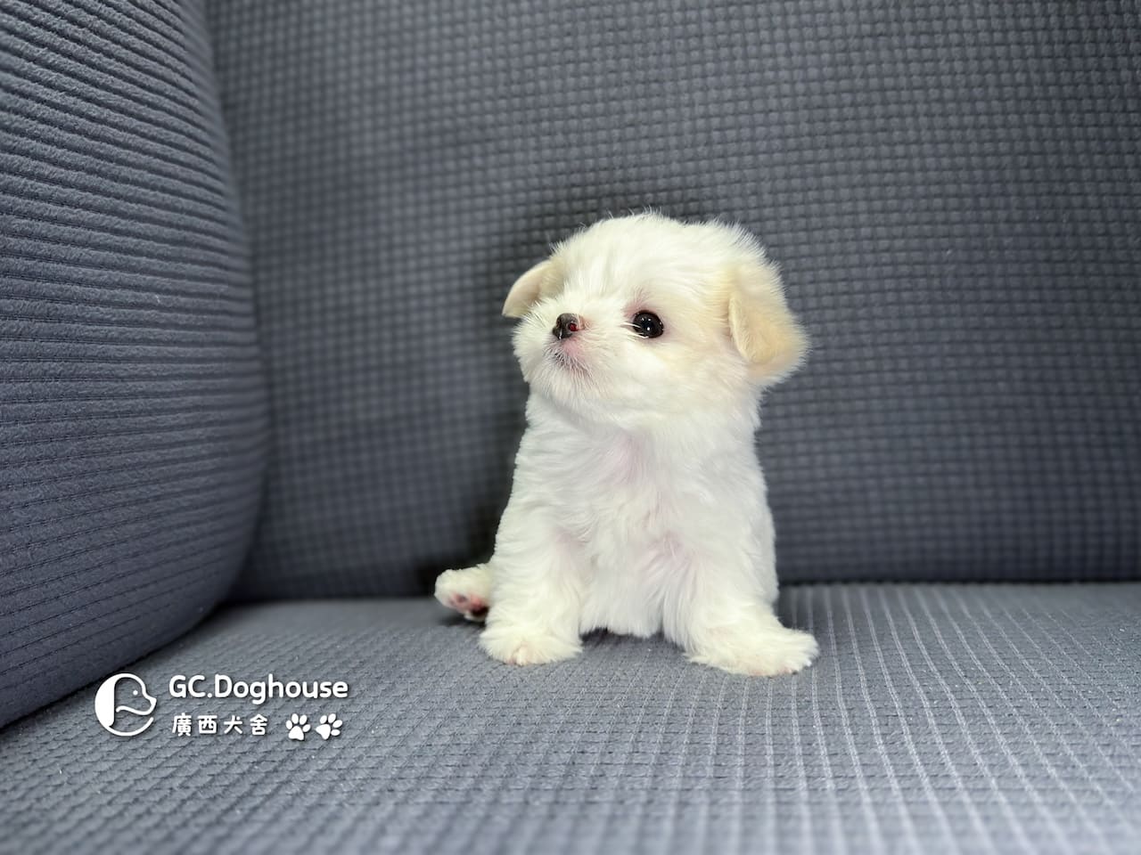 迷你型瑪爾濟斯-弟弟(6071):圖片 9