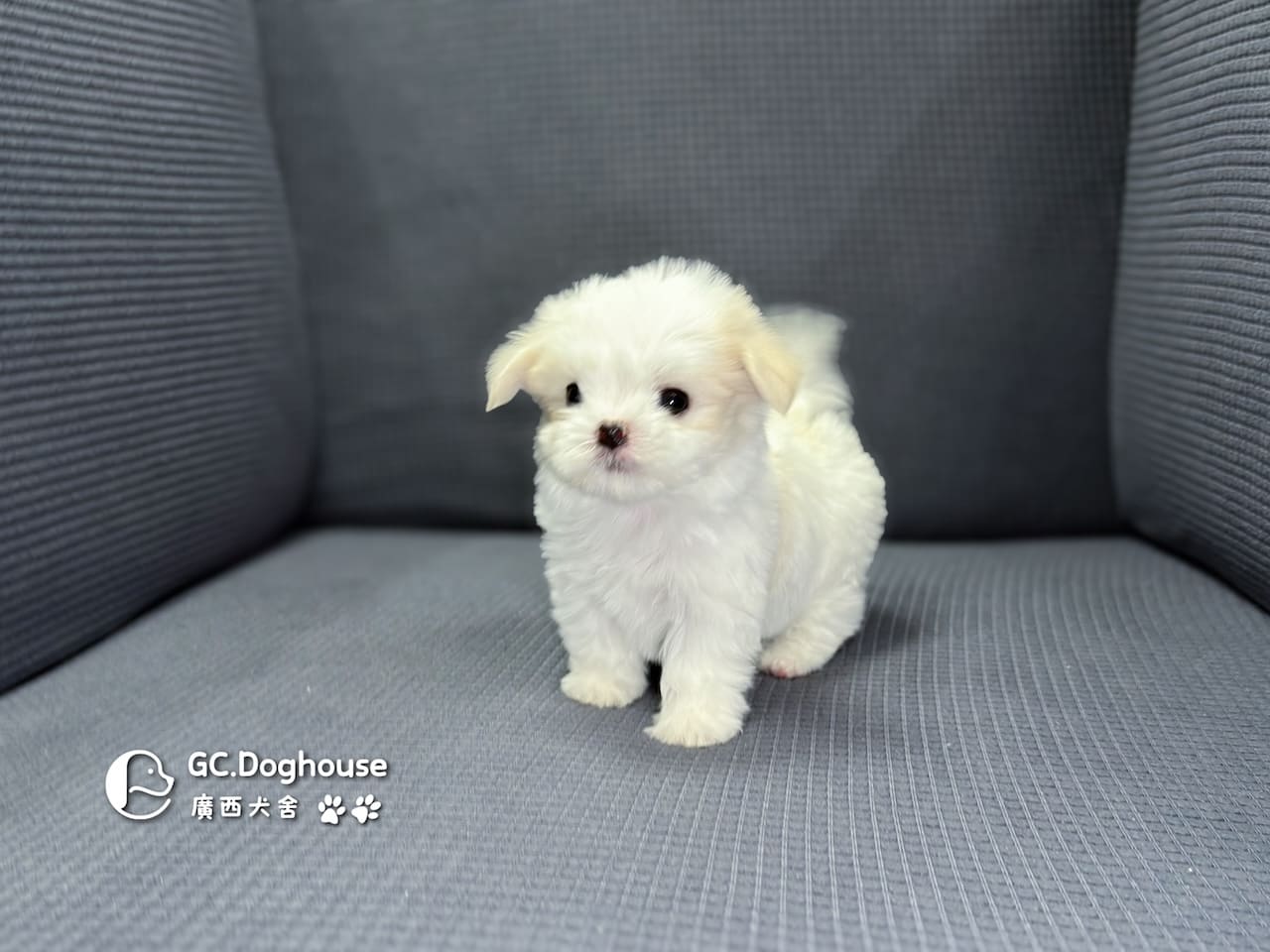 迷你型瑪爾濟斯-弟弟(6071):圖片 8