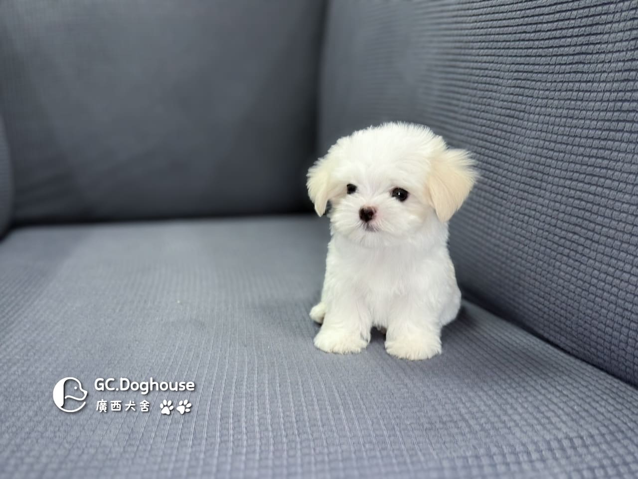 迷你型瑪爾濟斯-弟弟(6071):圖片 2