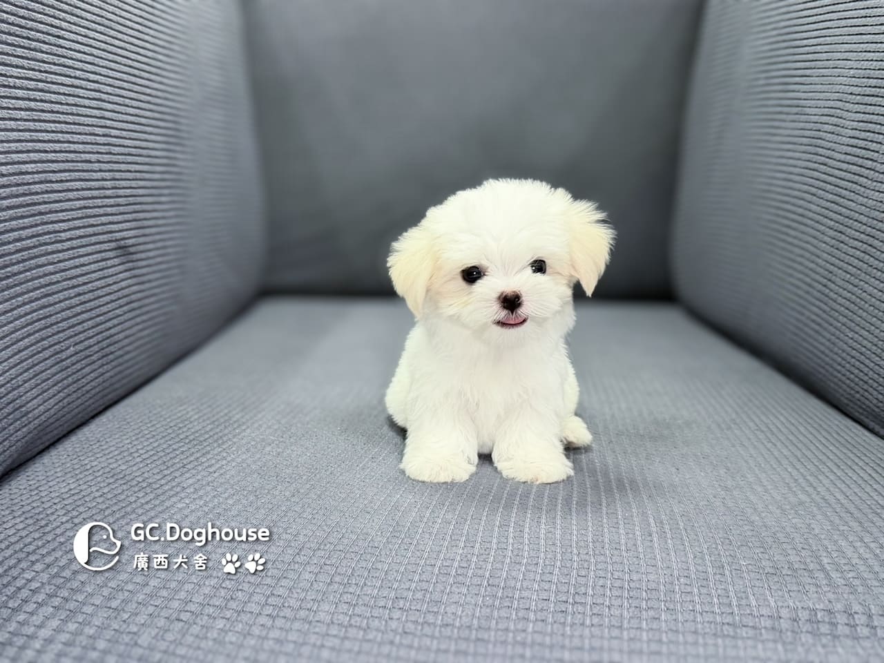 迷你型瑪爾濟斯-弟弟(6071):圖片 5