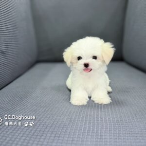 迷你型瑪爾濟斯-弟弟(6071)