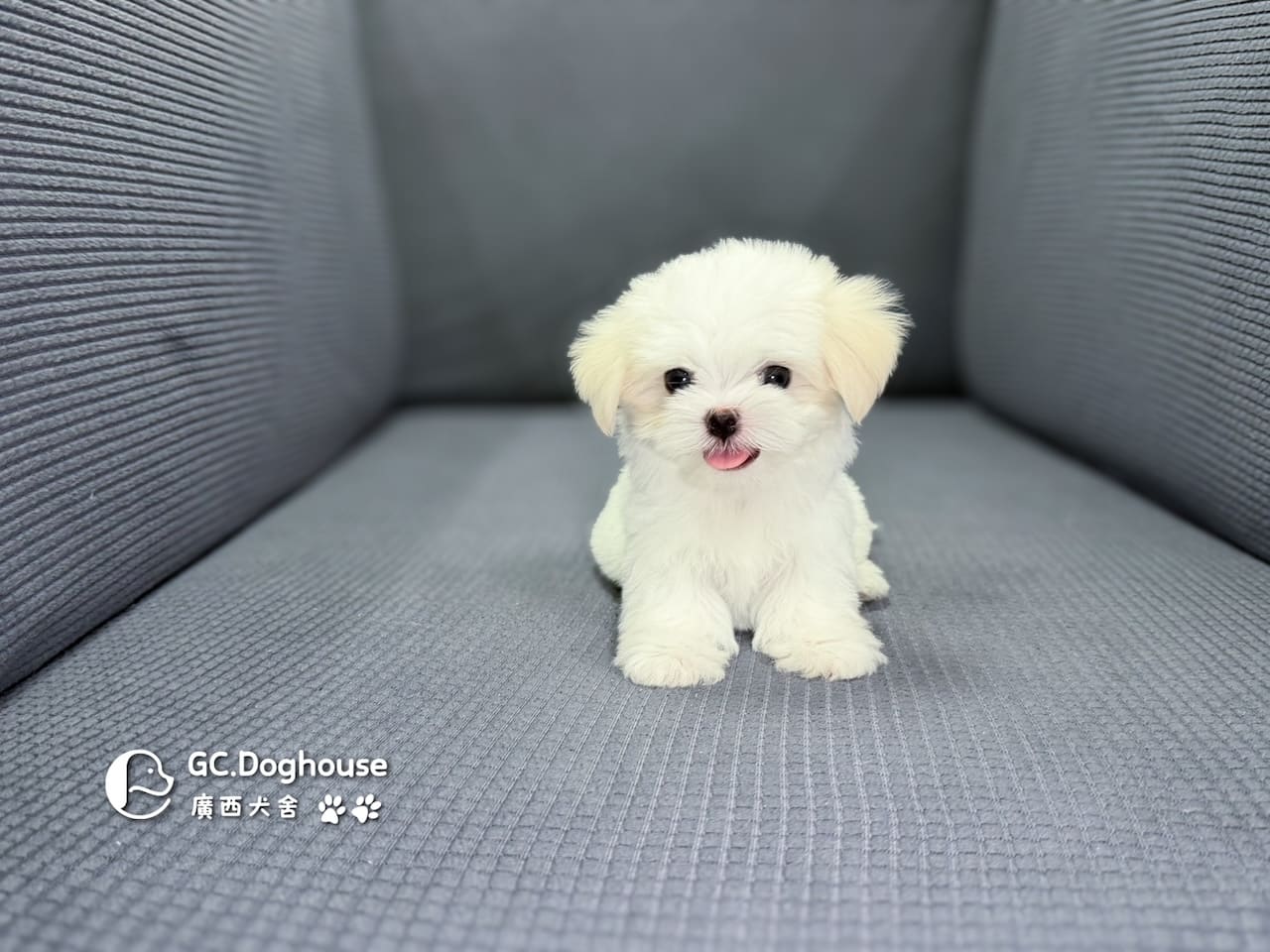 迷你型瑪爾濟斯-弟弟(6071)