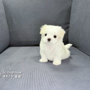 迷你型瑪爾濟斯-妹妹(6076)