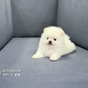 玩具型白博美-妹妹 (6072)