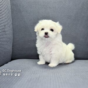 迷你型瑪爾濟斯-弟弟(6081)