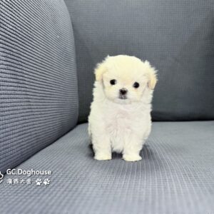 迷你型瑪爾濟斯-弟弟(6082)