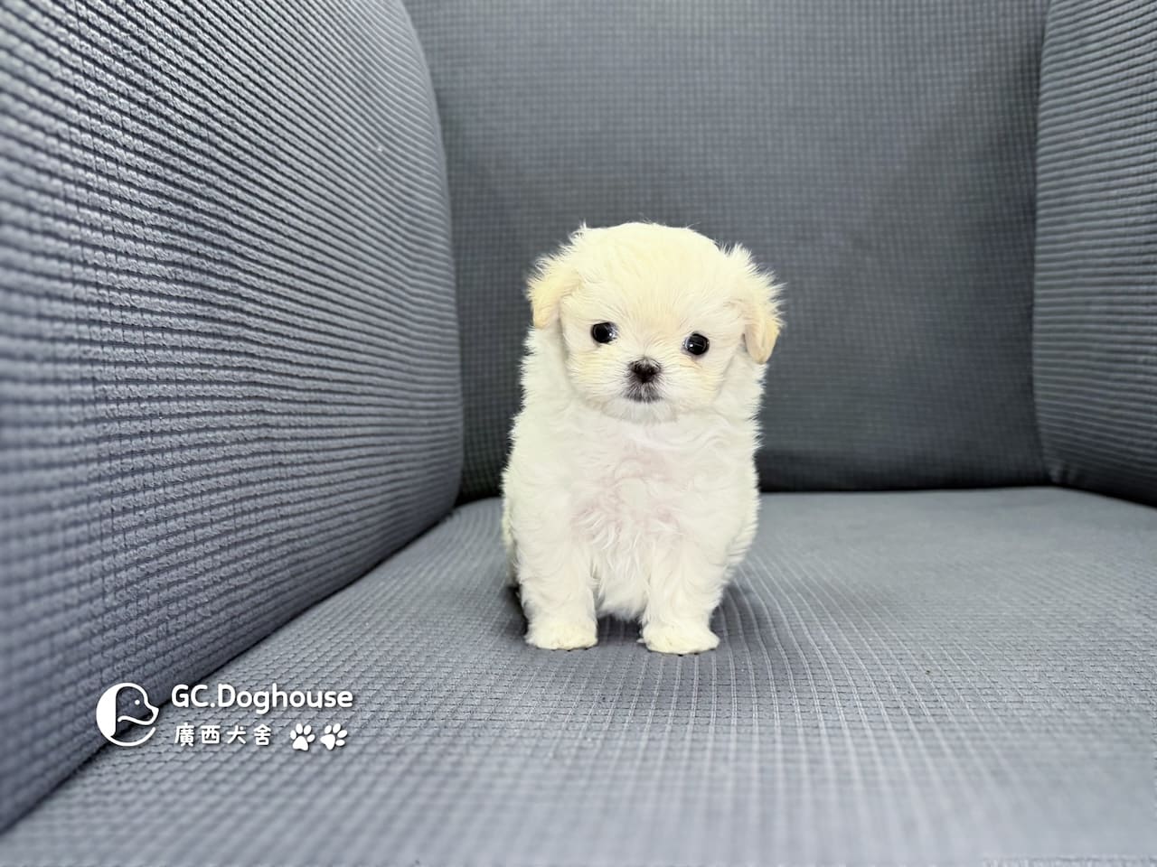 迷你型瑪爾濟斯-弟弟(6082)