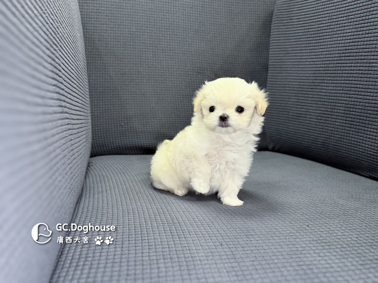 迷你型瑪爾濟斯-弟弟(6082):圖片 2