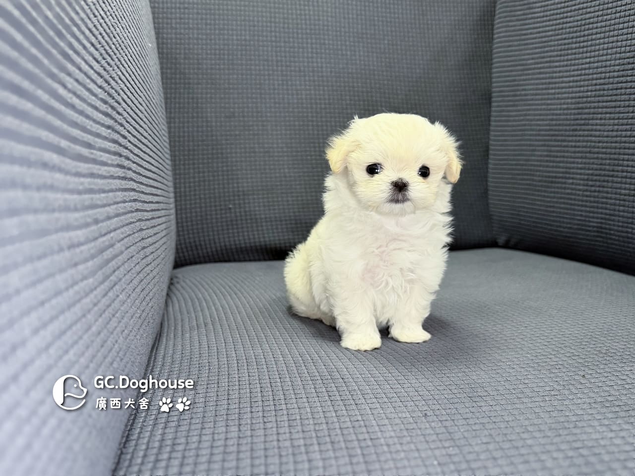 迷你型瑪爾濟斯-弟弟(6082):圖片 7