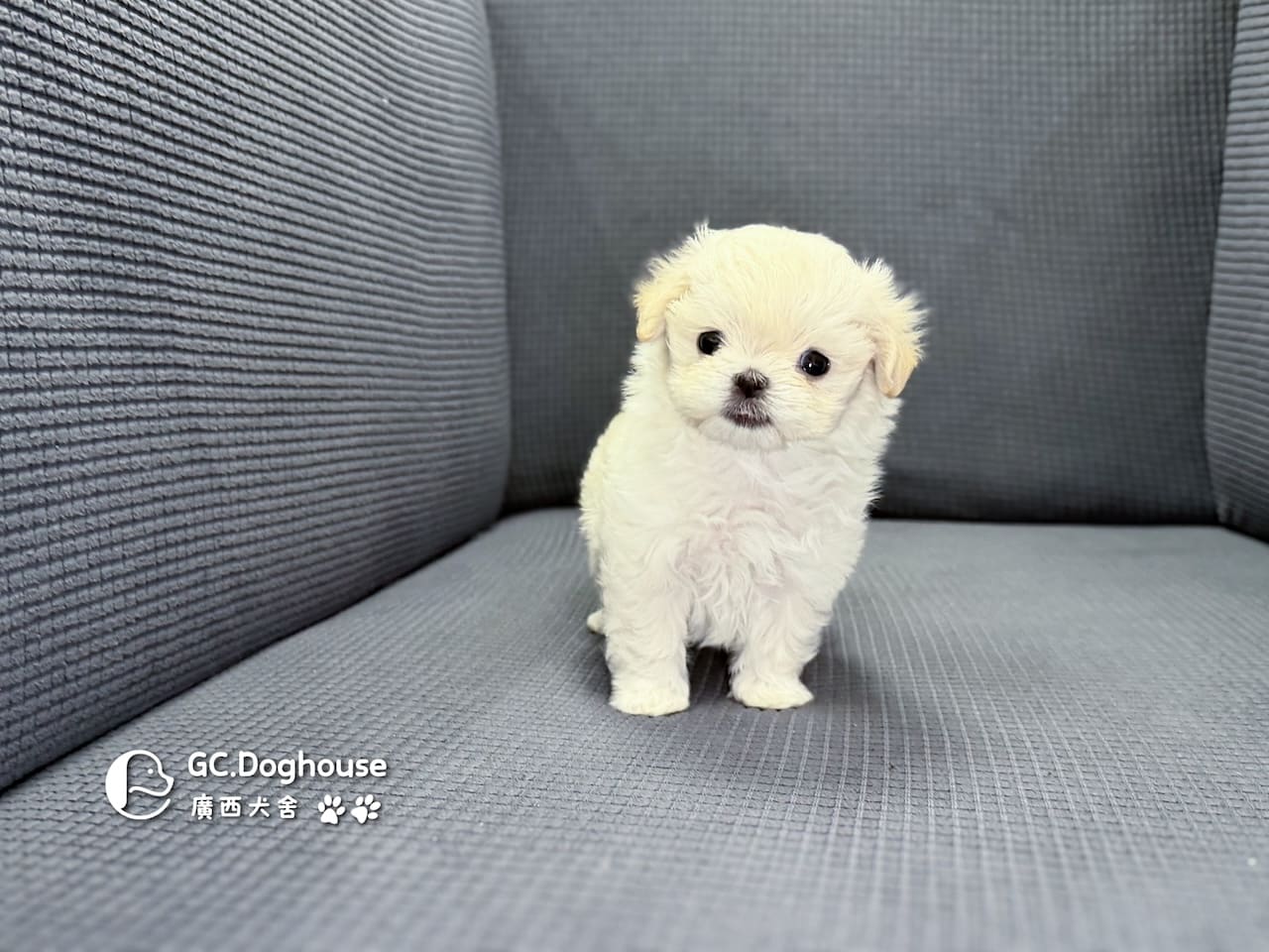 迷你型瑪爾濟斯-弟弟(6082):圖片 6