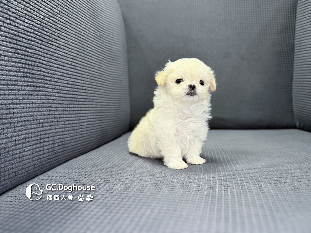 迷你型瑪爾濟斯-弟弟(6082):圖片 5