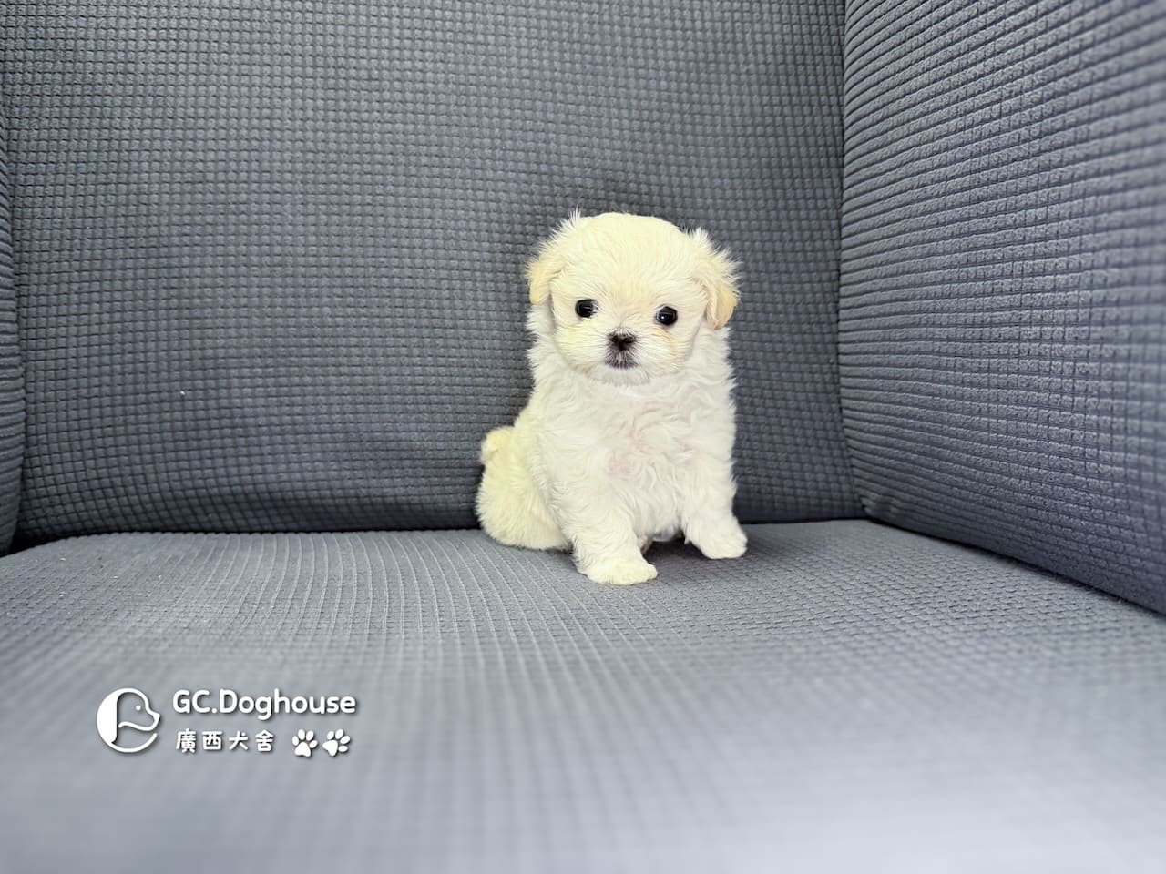 迷你型瑪爾濟斯-弟弟(6082):圖片 4