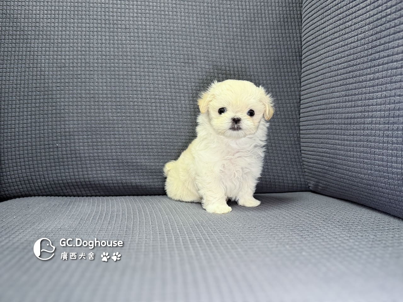 迷你型瑪爾濟斯-弟弟(6082):圖片 3