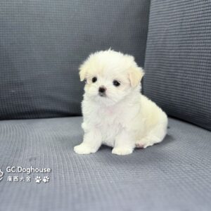 迷你型瑪爾濟斯-妹妹(6083)