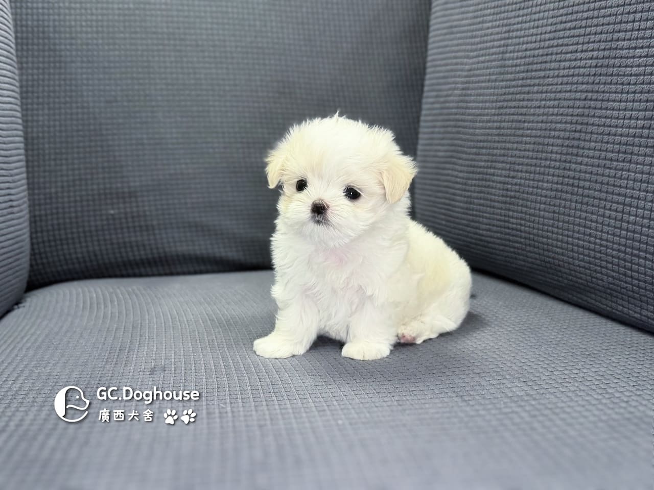 迷你型瑪爾濟斯-妹妹(6083)