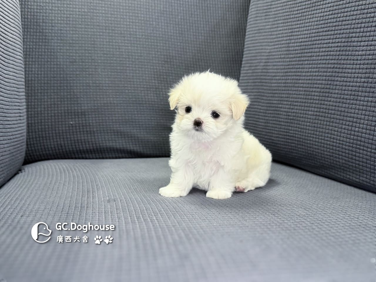 迷你型瑪爾濟斯-妹妹(6083):圖片 2