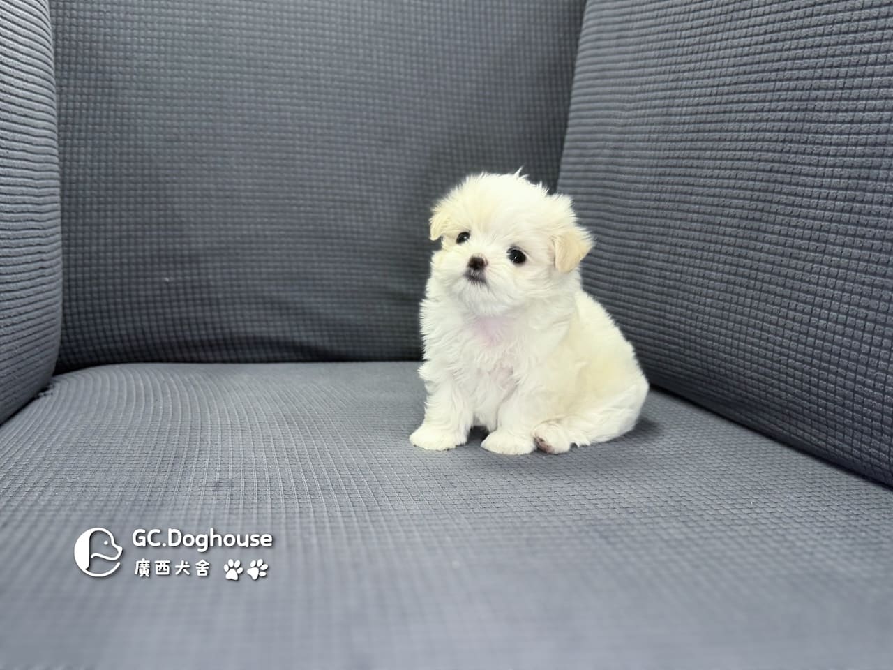 迷你型瑪爾濟斯-妹妹(6083):圖片 7