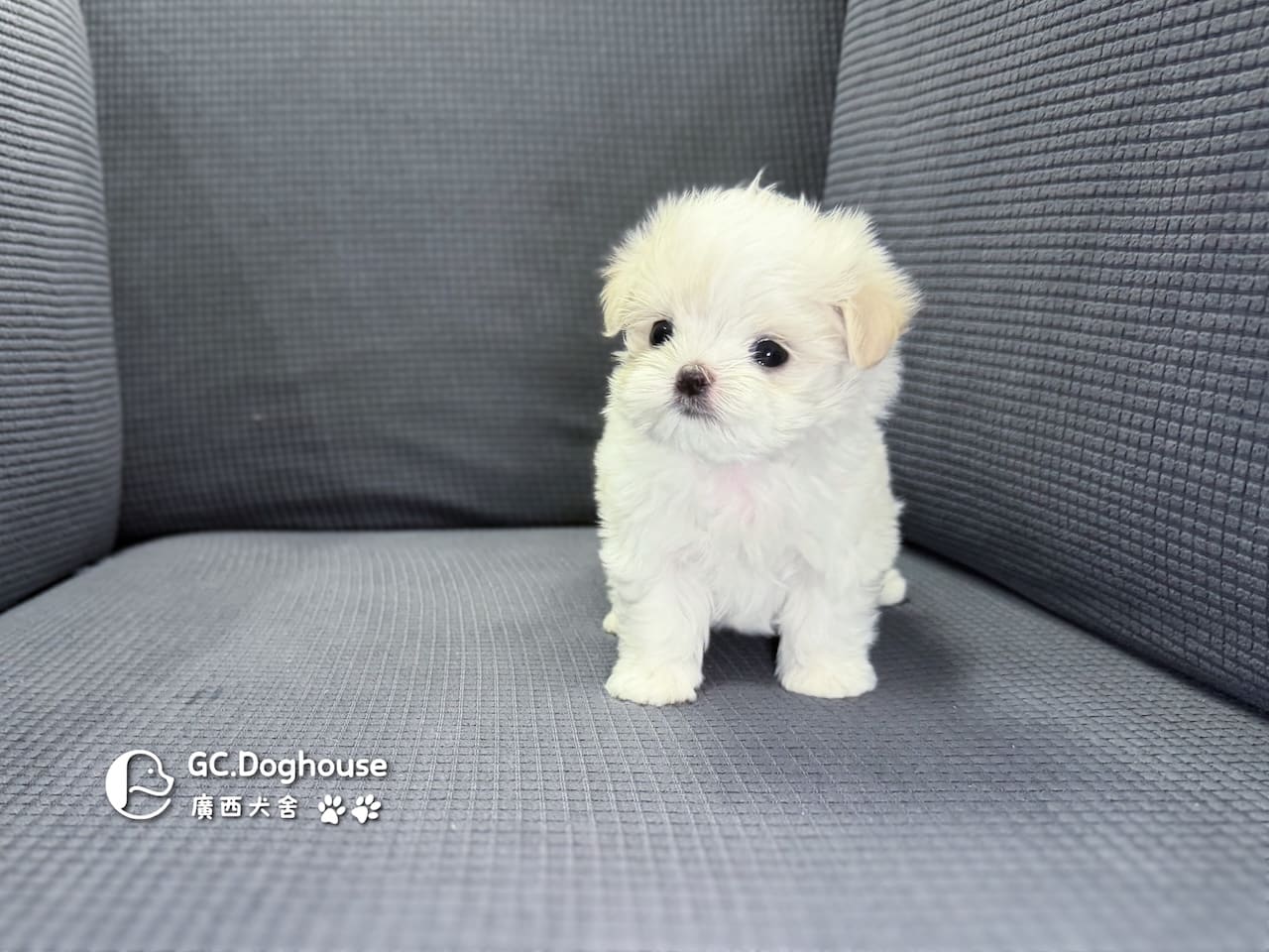 迷你型瑪爾濟斯-妹妹(6083):圖片 6