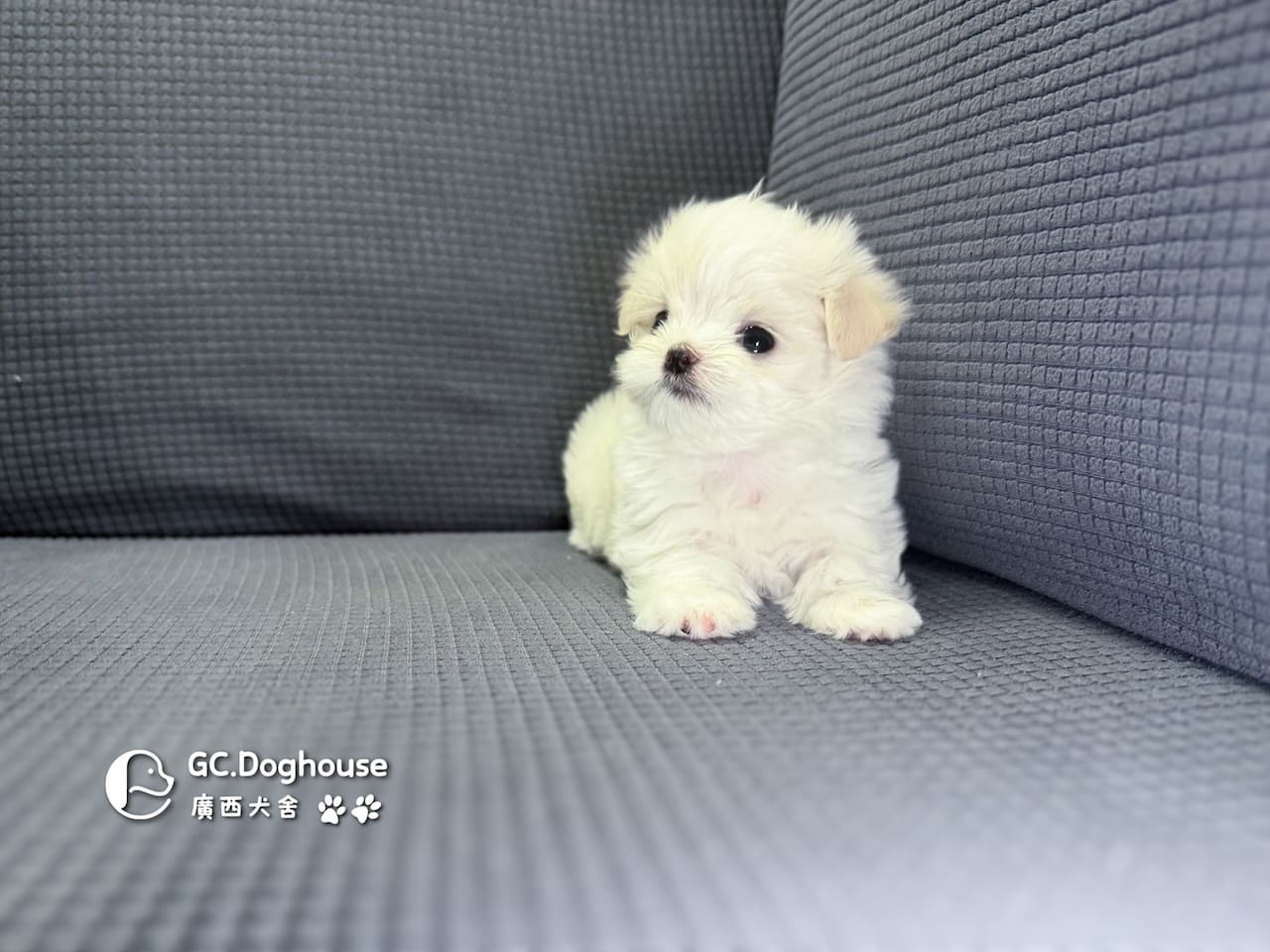 迷你型瑪爾濟斯-妹妹(6083):圖片 5