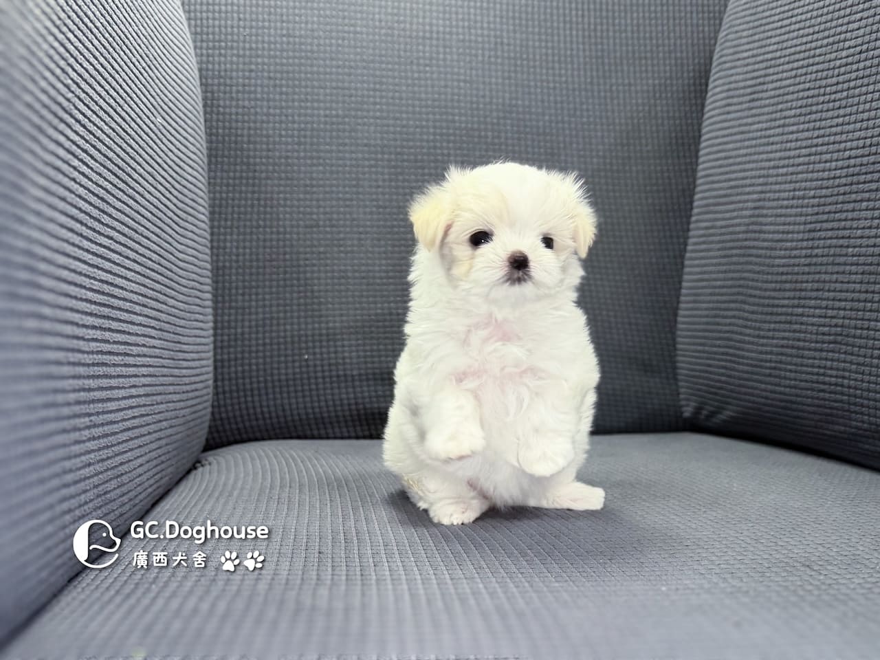 迷你型瑪爾濟斯-妹妹(6083):圖片 4