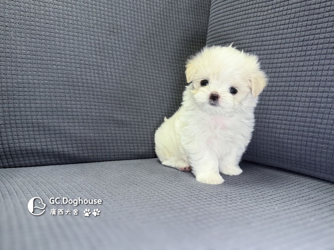 迷你型瑪爾濟斯-妹妹(6083):圖片 3