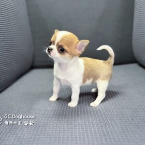 吉娃娃-妹妹 (6078)