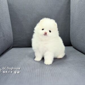 玩具型白博美-弟弟(6079)