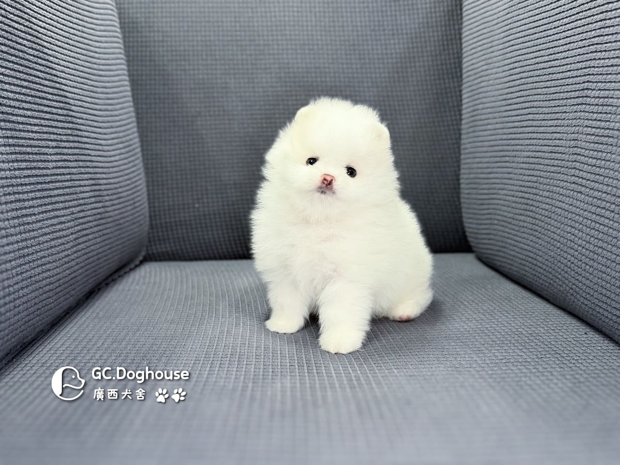 玩具型白博美-弟弟(6079)