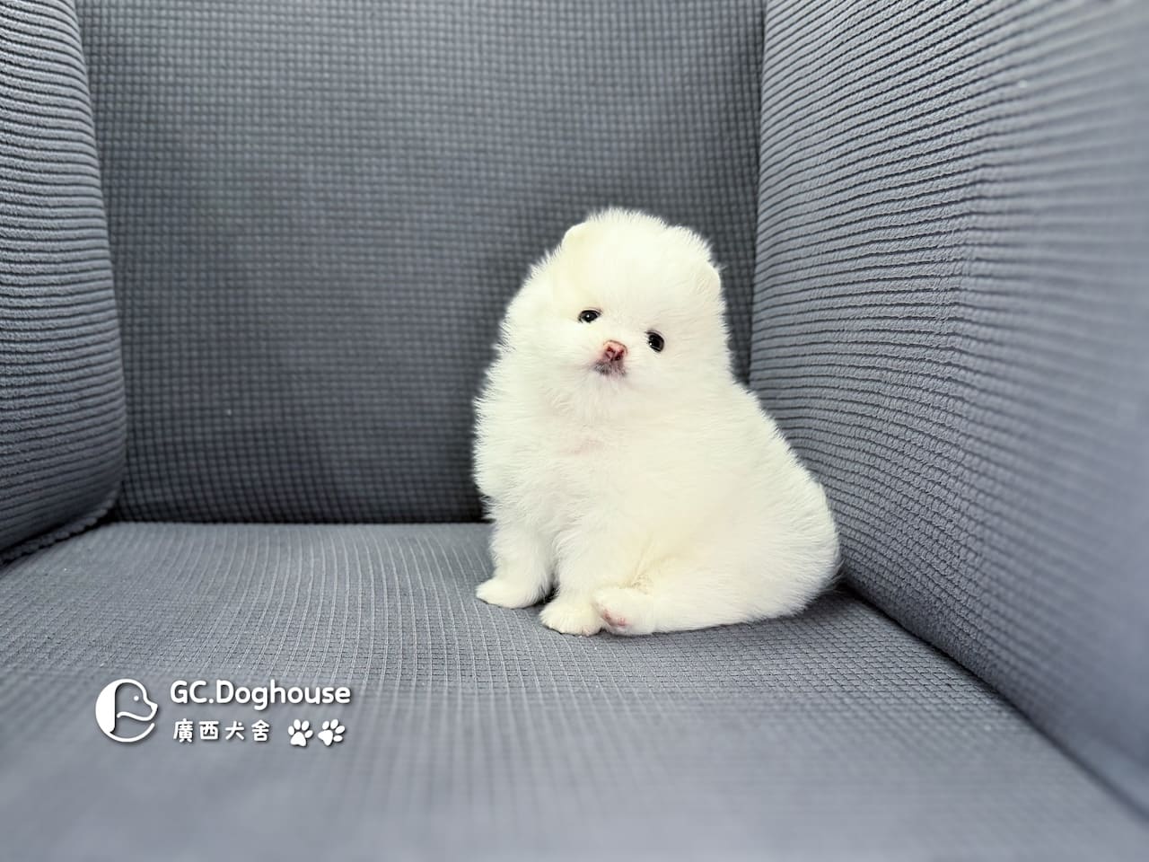 玩具型白博美-弟弟(6079):圖片 6