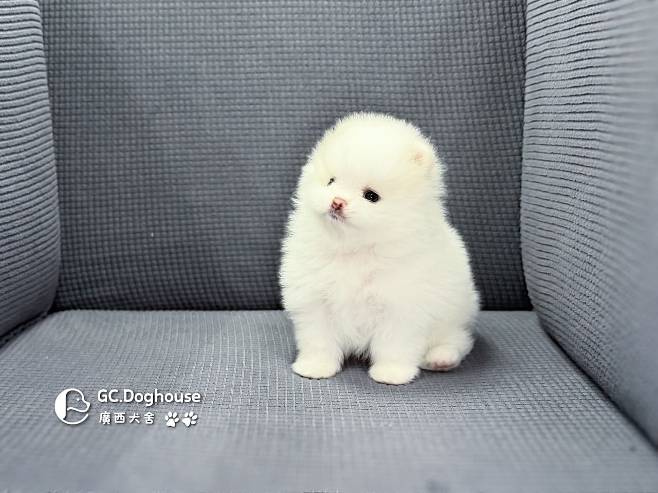 玩具型白博美-弟弟(6079):圖片 5