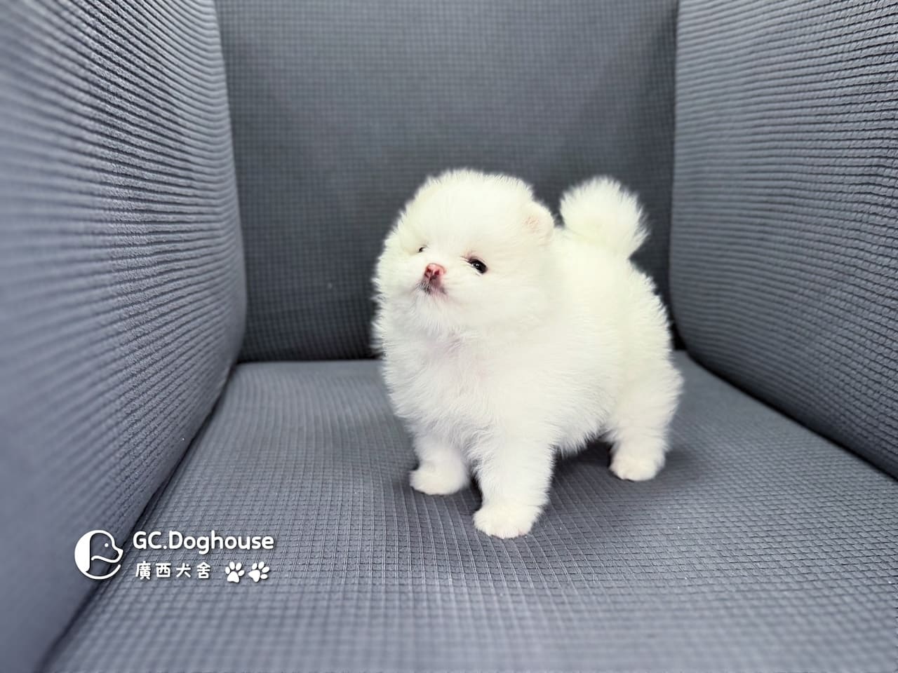 玩具型白博美-弟弟(6079):圖片 4