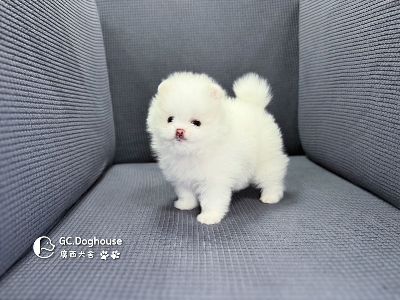 玩具型白博美-弟弟(6079):圖片 3