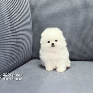 玩具型白博美-弟弟(6080)