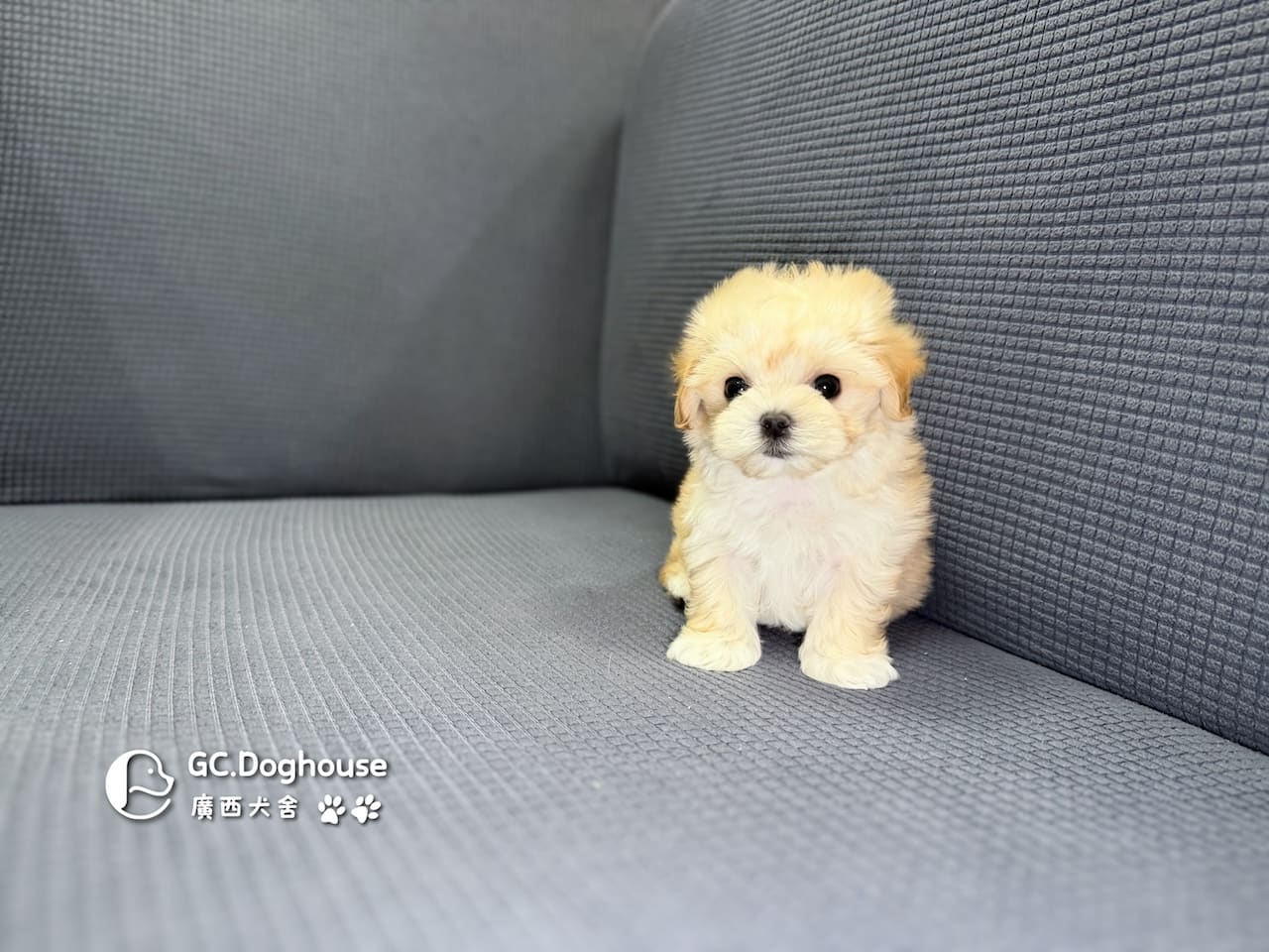 迷你型瑪爾泰迪-妹妹(6088):圖片 5