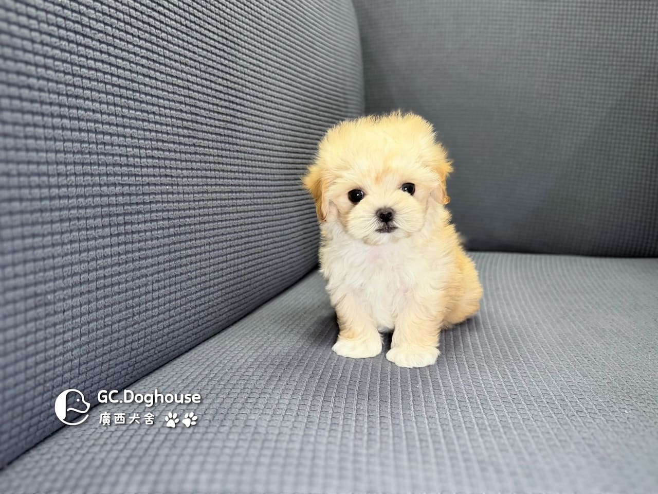 迷你型瑪爾泰迪-妹妹(6088):圖片 4