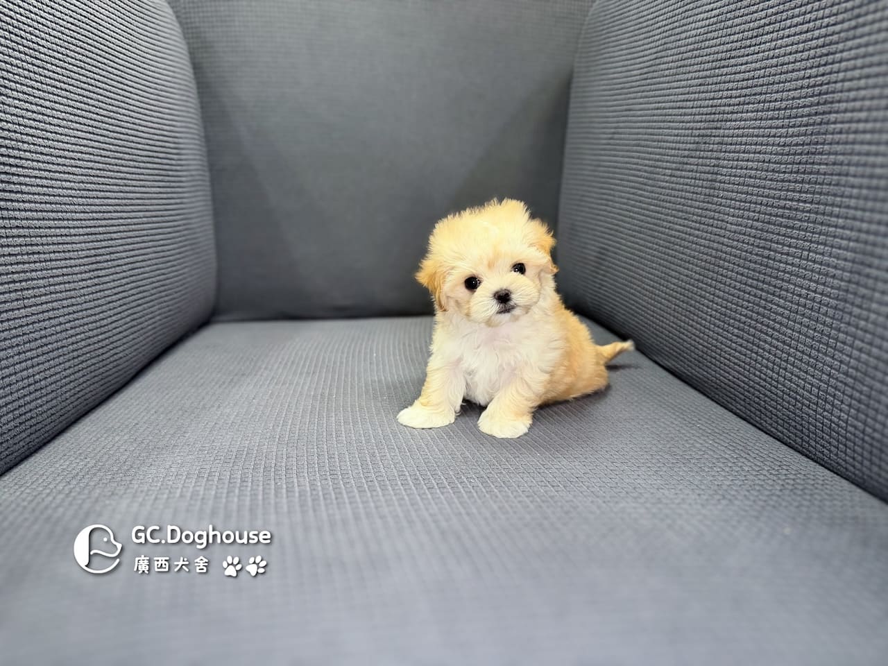 迷你型瑪爾泰迪-妹妹(6088):圖片 3