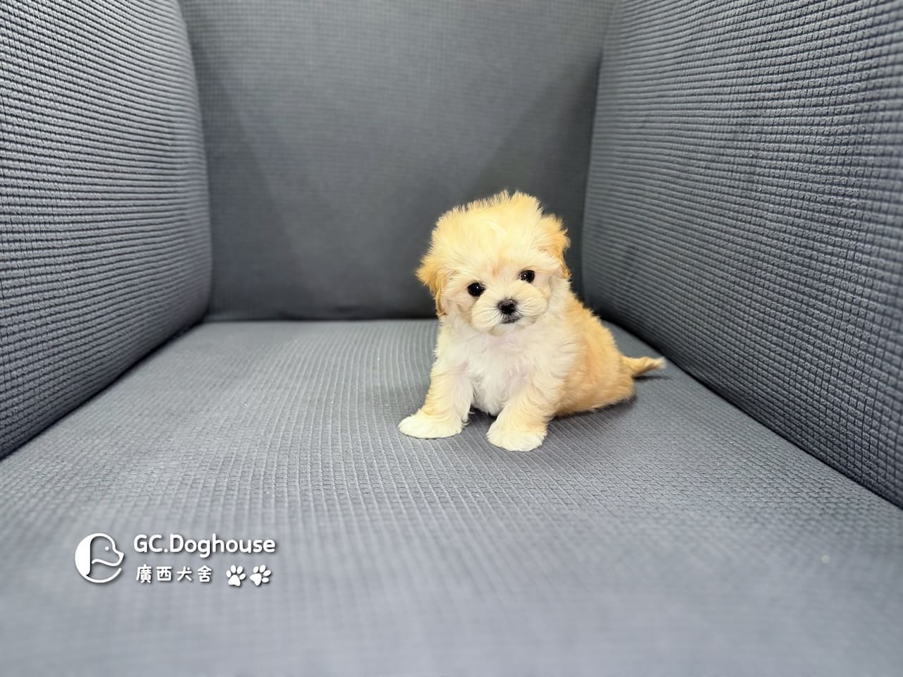 迷你型瑪爾泰迪-妹妹(6088):圖片 2