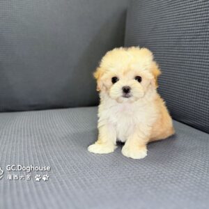 迷你型瑪爾泰迪-妹妹(6088)