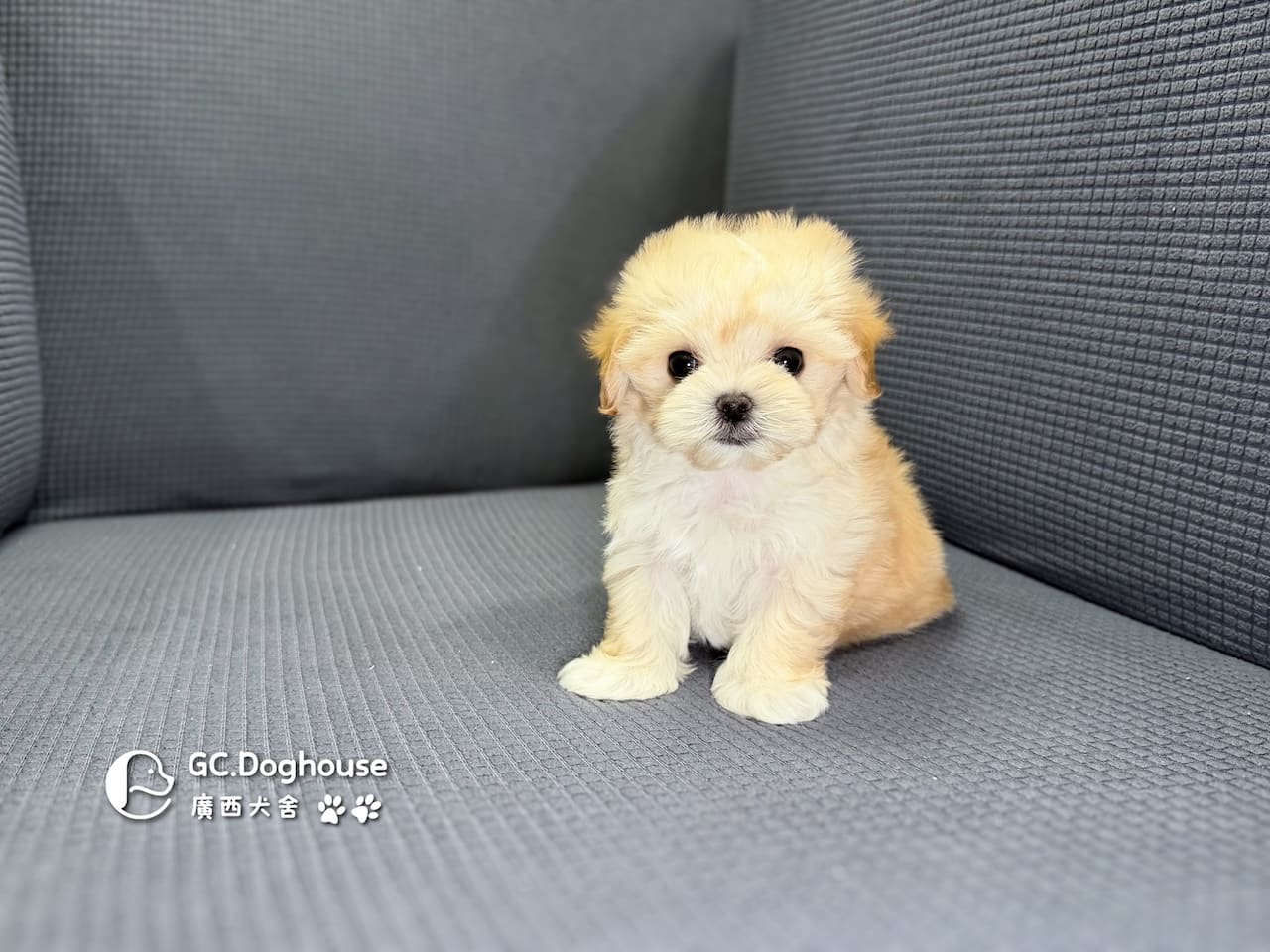 迷你型瑪爾泰迪-妹妹(6088)